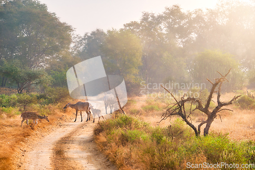 Image of Families of blue bull nilgai and spotted deers in Ranthambore National park. Rajasthan, India.