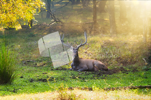 Image of Beautiful male sambar Rusa unicolor deer resting in the Ranthambore National Park, Rajasthan, India.