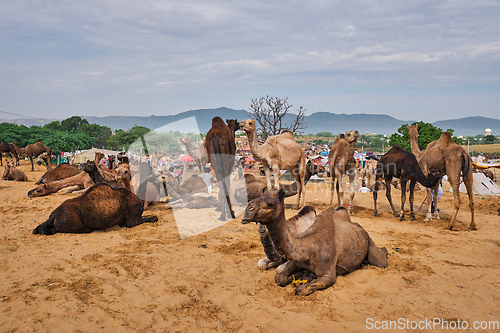 Image of Camels at Pushkar Mela Pushkar Camel Fair , India