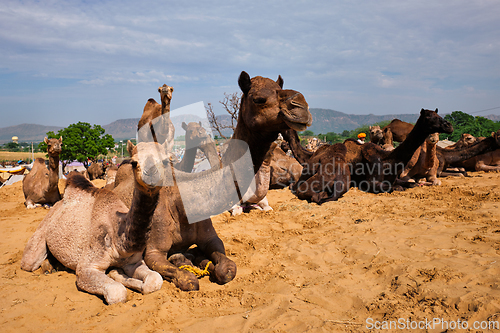 Image of Camels at Pushkar Mela Pushkar Camel Fair , India