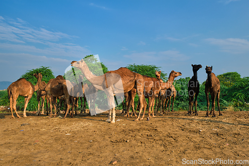 Image of Camels at Pushkar Mela Pushkar Camel Fair , India