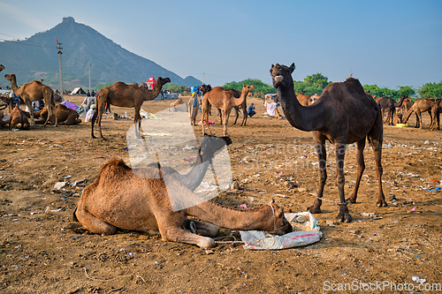 Image of Camels at Pushkar Mela Pushkar Camel Fair , India