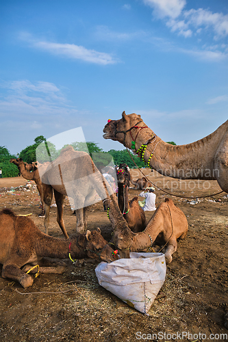 Image of Camels at Pushkar Mela Pushkar Camel Fair , India