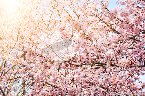 Image of Blooming sakura cherry blossom