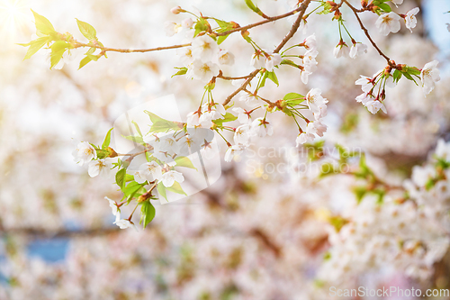 Image of Blooming sakura cherry blossom