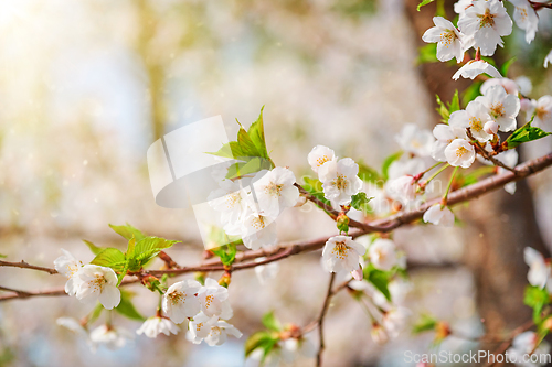 Image of Blooming sakura cherry blossom