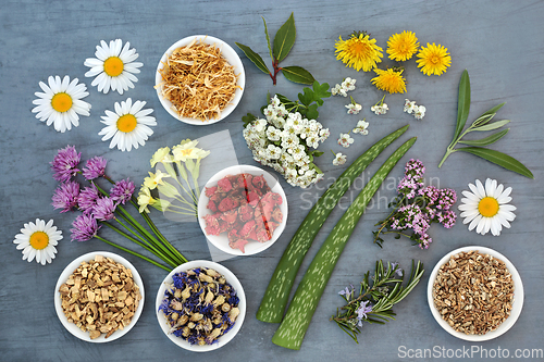 Image of Healing Herbs Used in Herbal Medicine