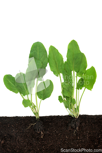 Image of Organic Spinach Vegetable Plants Growing in Soil