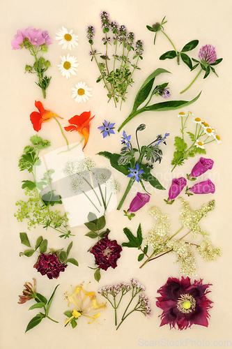 Image of Healing Herbs and Flowers for Herbal Plant Medicine