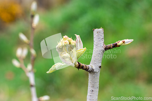 Image of The first ovary of a pear seedling flower, close-up