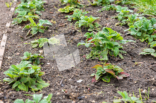 Image of A bed of strawberries in early spring, new leaves are growing