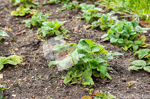 Image of A bed of strawberries in early spring, after the snow has melted