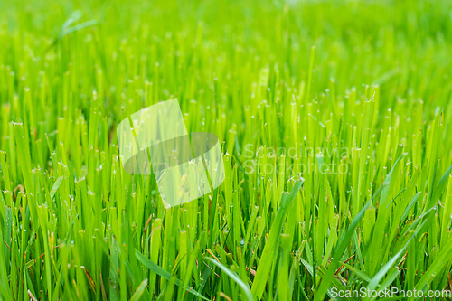 Image of Trimmed fresh lawn close up