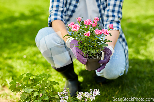 Image of woman planting rose flowers at summer garden