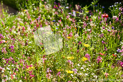 Image of beautiful field flowers in summer garden