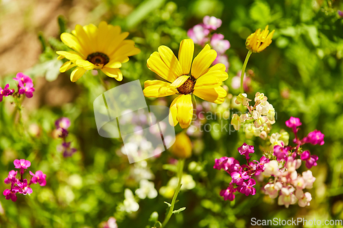 Image of beautiful field flowers in summer garden