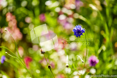 Image of beautiful cornflower in summer garden