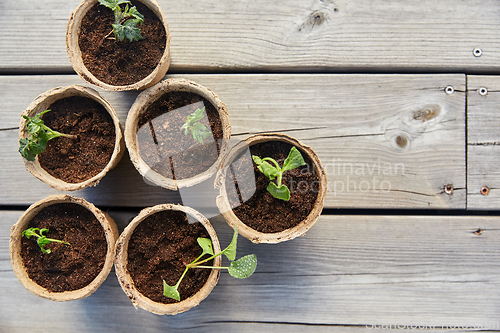 Image of seedlings in pots with soil on wooden background