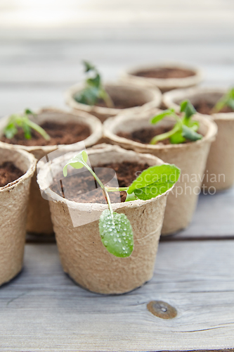 Image of seedlings in pots with soil on wooden background