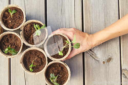 Image of hand and seedlings in starter pots with soil