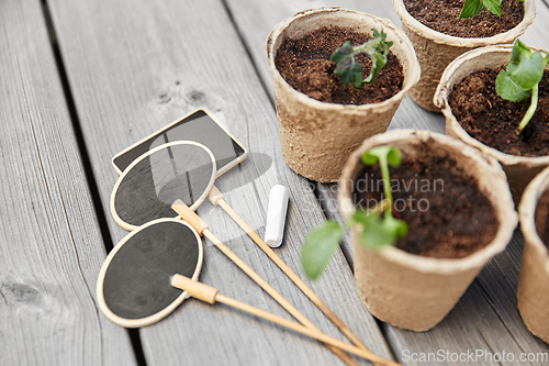 Image of seedlings in pots with soil on wooden background