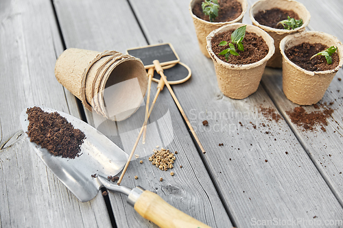 Image of seedlings in pots with soil on wooden background