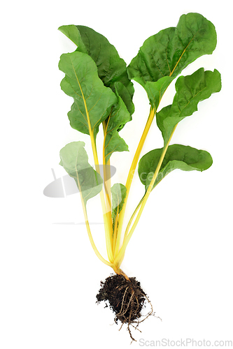 Image of Swiss Chard Leafy Greens Health Food 