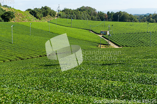 Image of Tea field