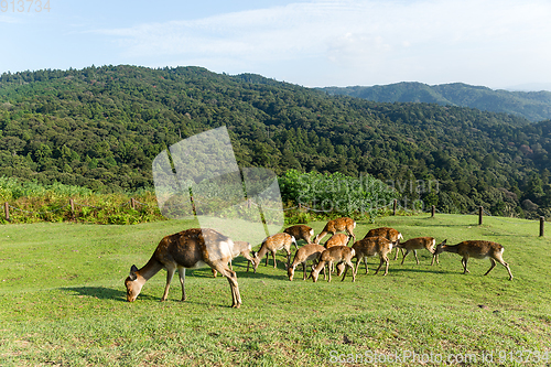 Image of Group of Deer in Mount Wakakusa