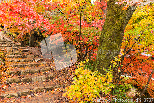 Image of Autumn japanese park