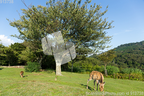 Image of Deer eating grass