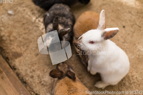 Image of Little rabbit