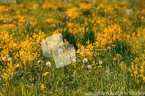 Image of spring flowers dandelions in meadow, springtime scene