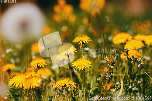 Image of Dandelion flower in spring