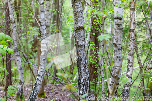 Image of birch tree in countryside