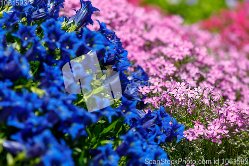 Image of Trumpet gentiana blue flower in spring garden