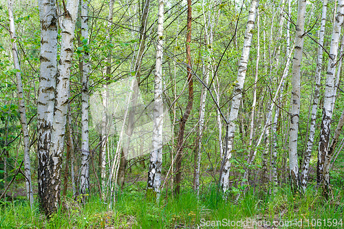 Image of birch tree in countryside