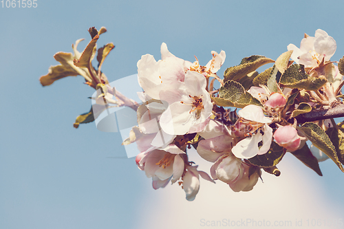 Image of flowering apple tree in spring