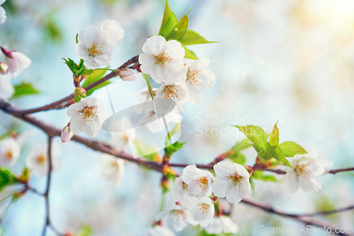 Image of Blooming sakura cherry blossom