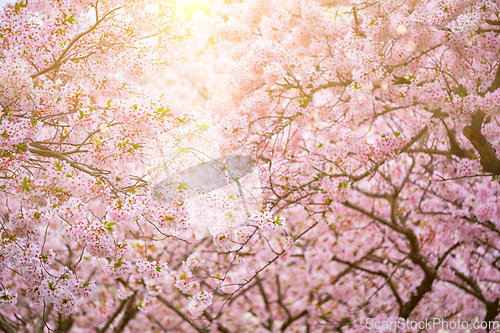 Image of Blooming sakura cherry blossom