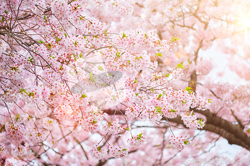 Image of Blooming sakura cherry blossom