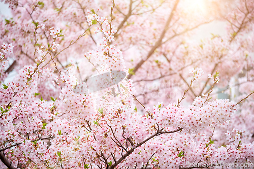 Image of Blooming sakura cherry blossom