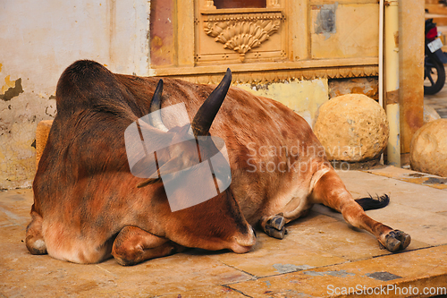 Image of Indian cow resting in the street