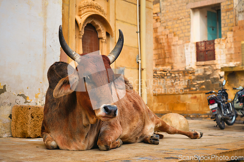 Image of Indian cow resting in the street