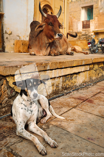 Image of Indian cow resting in the street