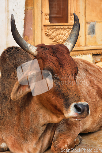 Image of Indian cow resting in the street