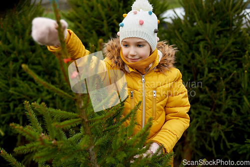 Image of little girl choosing christmas tree at market