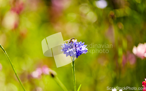 Image of beautiful cornflower in summer garden