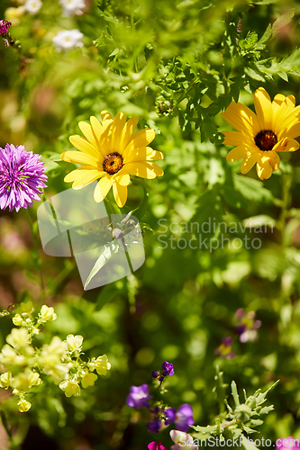 Image of beautiful field flowers in summer garden