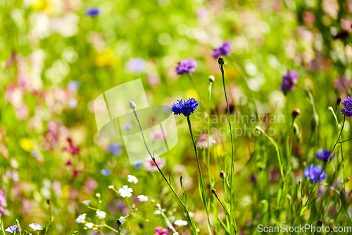 Image of beautiful cornflower in summer garden